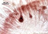 4 - Carposporofiti maturi con profilo allungato